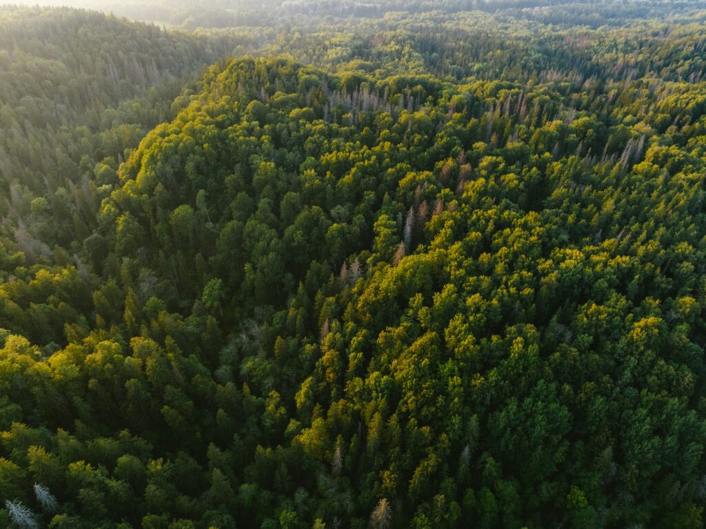 50 000 km de haies en plus… mais un décret pour en détruire davantage ? / Unsplash
