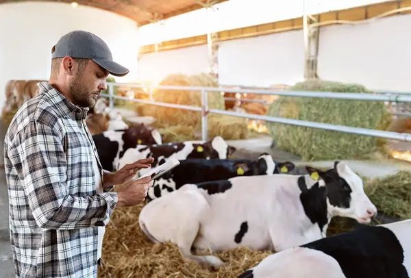 En Ariège, la destruction massive de vaches vaccinées suscite une vive contestation / depositphotos