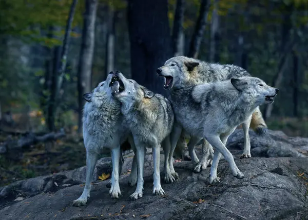 La France assouplit les règles de tir sur les loups / depositphotos