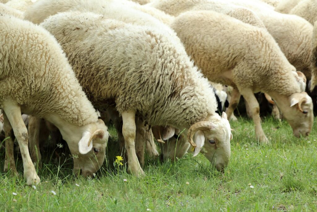 Si l’énergie coûte plus cher, les brebis offrent une alternative agricole durable / Pexels