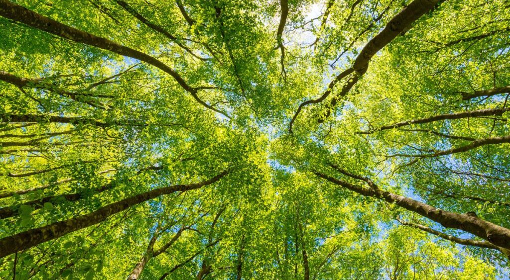 Climat et biodiversité : les dernières recherches en France / Vie publique