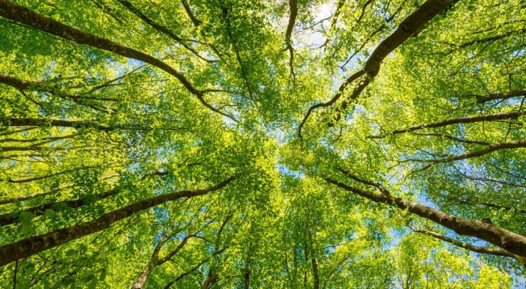 Climat et biodiversité : les dernières recherches en France / Vie publique