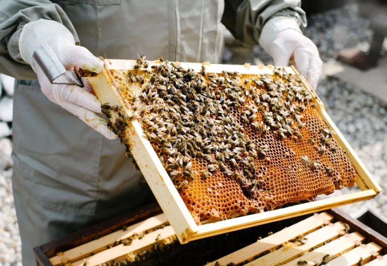 Hauts-de-France : les apiculteurs alertent sur l’état des pollinisateurs / Radio France