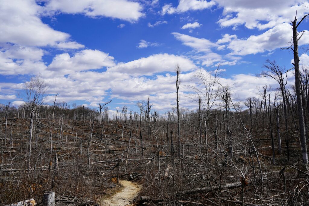 Le monde enregistre un record de surface brûlée : 150 millions d’hectares détruits depuis le début de l’année / unsplash