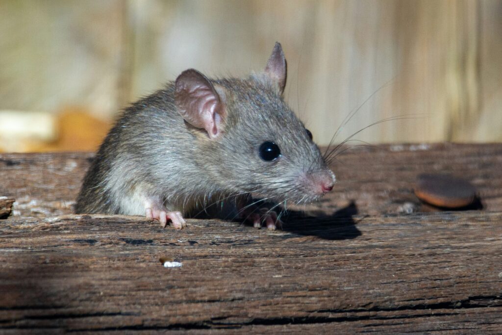 Le changement climatique pourrait accélérer la propagation du hantavirus, alertent des scientifiques / unsplash