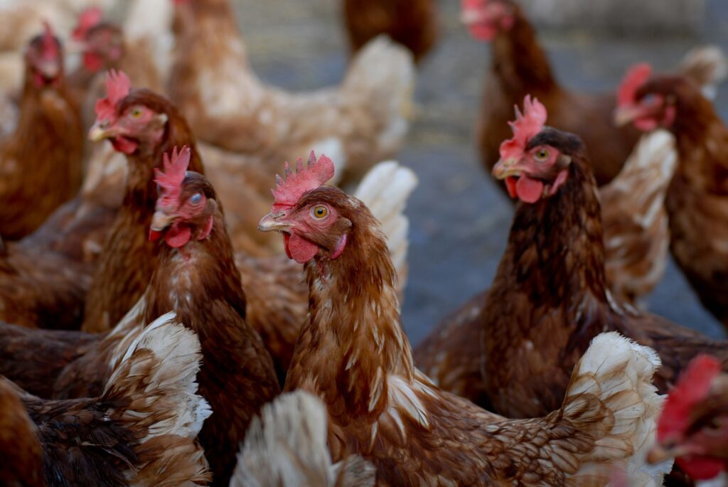 De nouveaux foyers de grippe aviaire détectés dans des élevages en France / unsplash