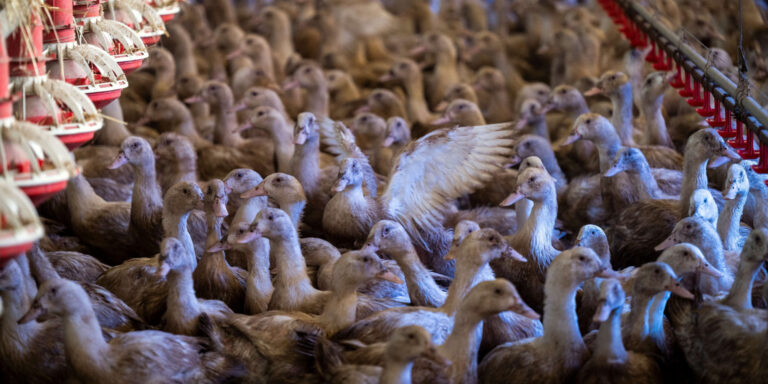 La France abaisse le risque de grippe aviaire au niveau minimal / Europe 1