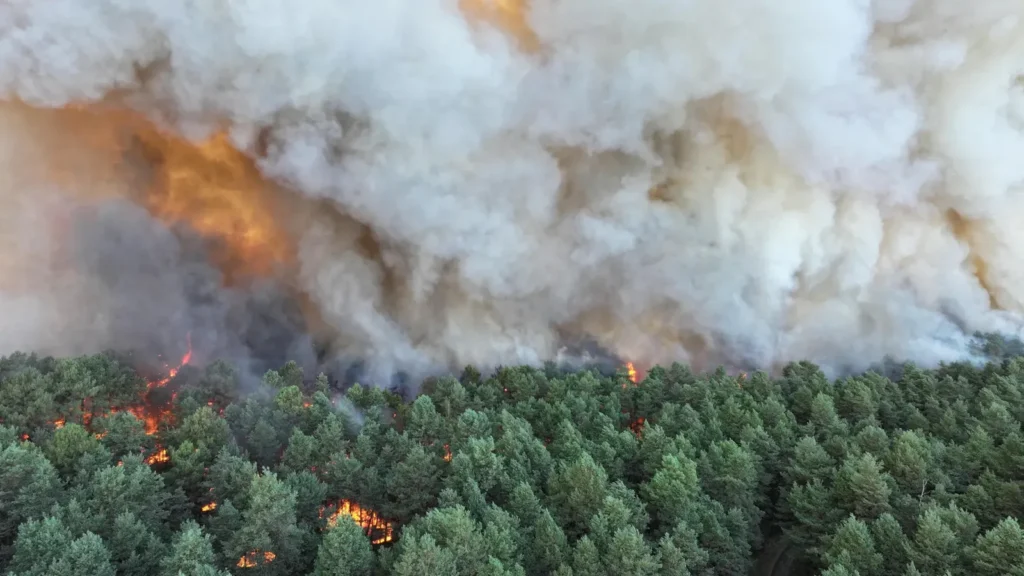 Incendie à Fontainebleau plus de 800 hectares détruits et d'importants moyens mobilisés pour contenir les flammes / BFM