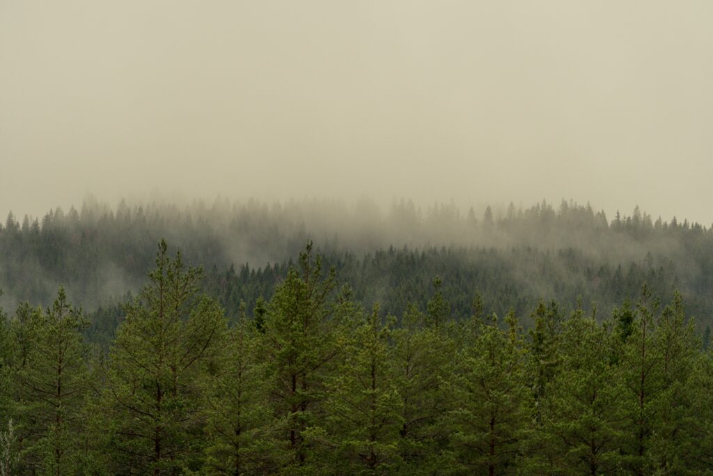 Les flammes gagnent du terrain : des évacuations dans le sud de la France face à d'importants incendies de forêt / unsplash