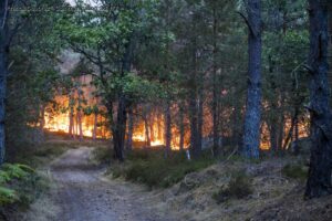 Un pompier volontaire de 18 ans inculpé pour l’incendie de la forêt de Fontainebleau / FRA