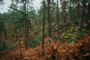Le plus grand incendie de l'histoire de la forêt de Fontainebleau : la France déploie des avions bombardiers d'eau et des centaines de pompiers aux portes de Paris / unsplash