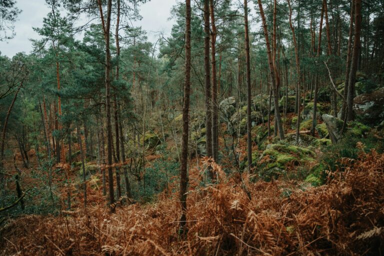 Le plus grand incendie de l'histoire de la forêt de Fontainebleau : la France déploie des avions bombardiers d'eau et des centaines de pompiers aux portes de Paris / unsplash