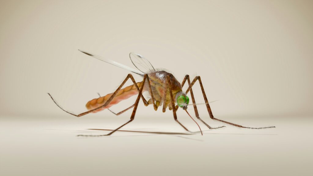 La France enregistre son premier cas autochtone de dengue de l'année / unsplash