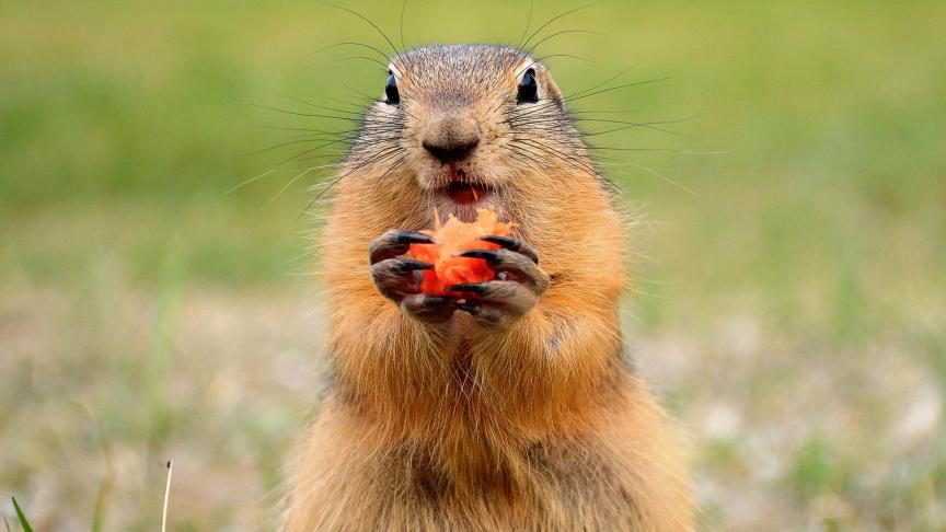 La chasse à la marmotte contestée avant l’ouverture de la saison dans plusieurs territoires alpins français / La Voix du Nord