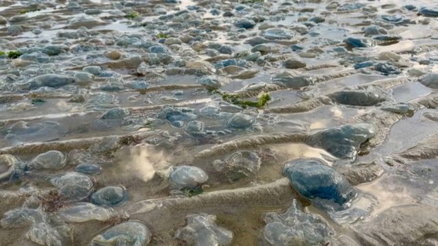 Un nouvel épisode de méduses à Gravelines relance les questions sur biodiversité marine et résilience énergétique / TF1 Info