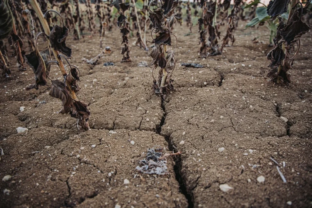 L’agriculture française paie le prix de la sécheresse après un été marqué par des récoltes en forte baisse / Vers le média