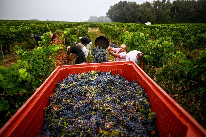 Sécheresse, vendanges précoces et tourisme en baisse accentuent la crise des vins de Bordeaux / Le Matin