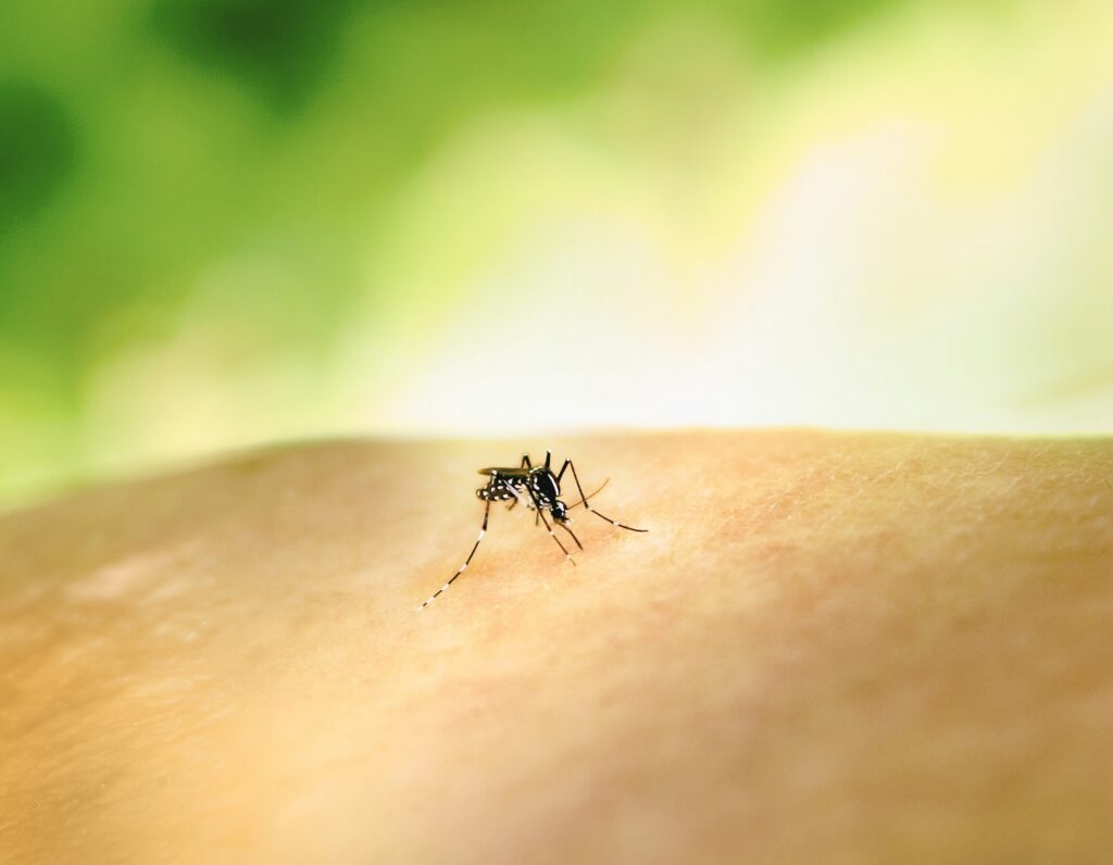 À Marseille, un premier cas autochtone de dengue détecté cette année / unsplash